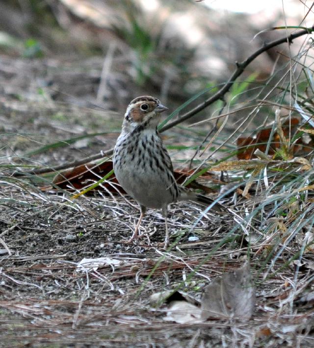 little bunting